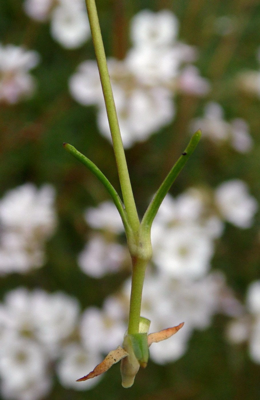 Image of Gypsophila tenuifolia specimen.