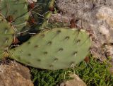 Opuntia phaeacantha variety camanchica form rubra. Побег. Украина, г. Запорожье, Запорожский детский ботанический сад, каменистая горка. 02.05.2016.