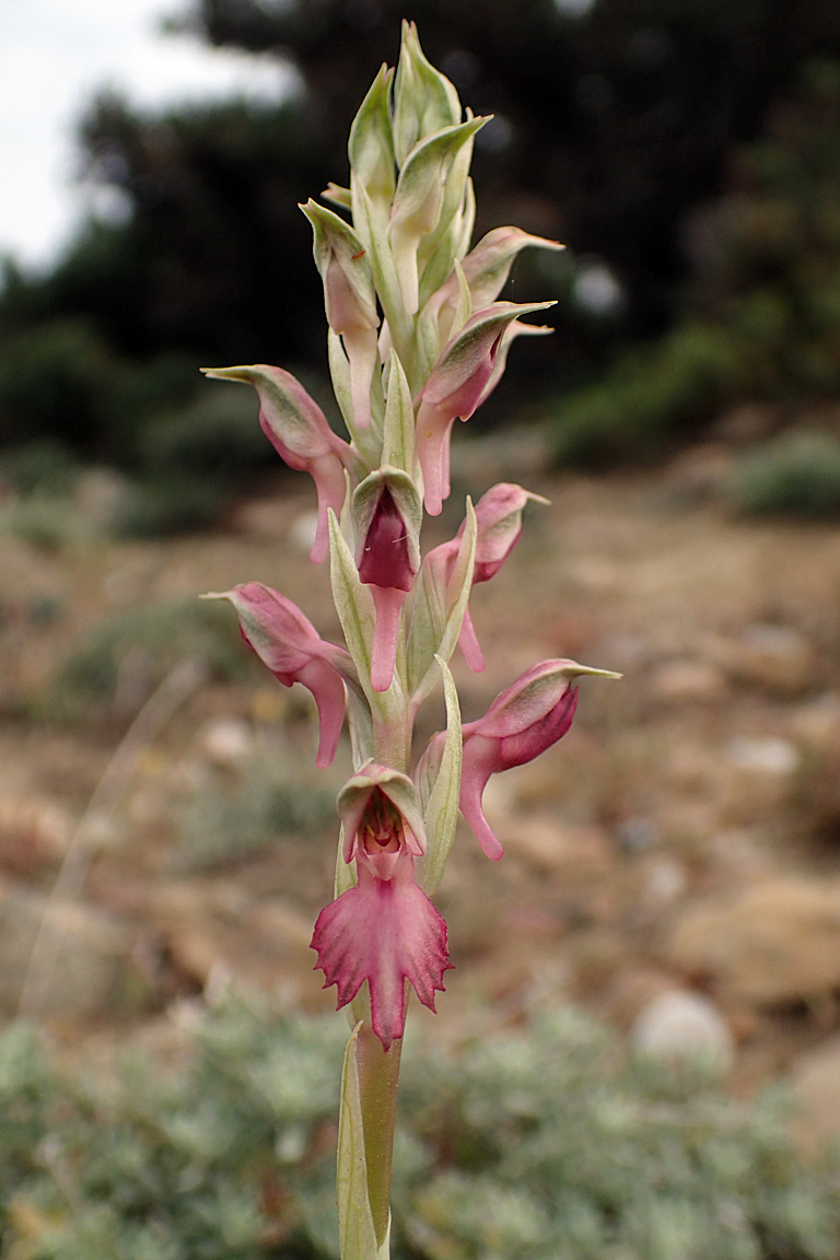 Image of Anacamptis sancta specimen.