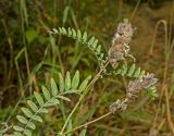 Astragalus cicer. Верхушка плодоносящего побега. Башкортостан, Кугарчинский р-н, окр. дер. Мурадымово, природный парк \"Мурадымовское ущелье\", долина р. Большой Ик, луг. 2 сентября 2018 г.