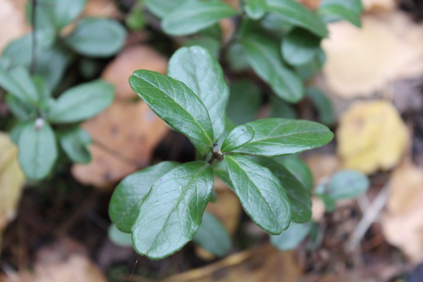 Image of Vaccinium vitis-idaea specimen.