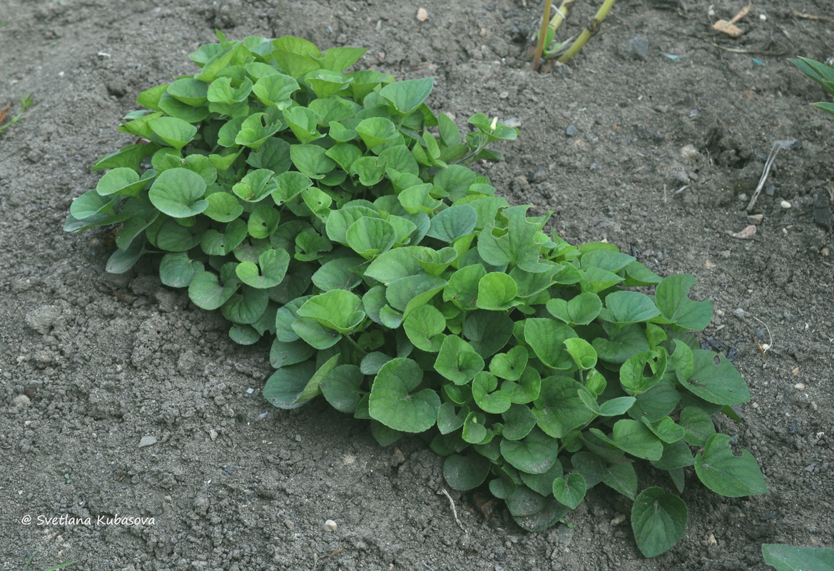 Image of genus Viola specimen.