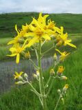 Ligularia thyrsoidea