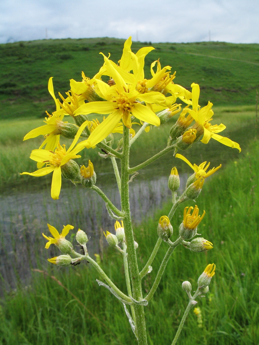 Изображение особи Ligularia thyrsoidea.