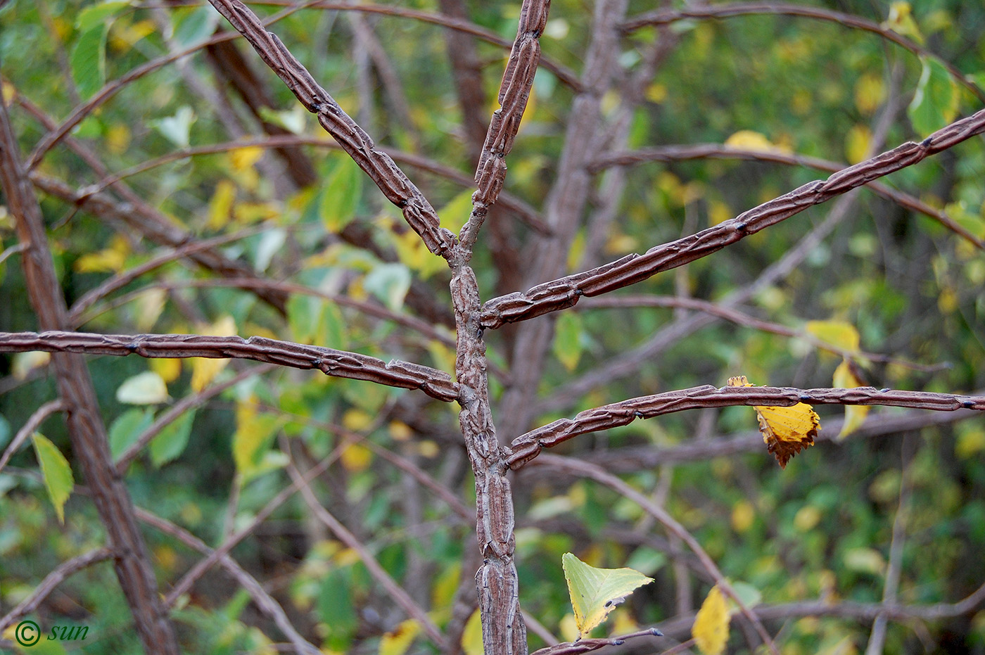 Image of Ulmus minor specimen.