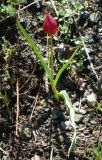 Tulipa julia