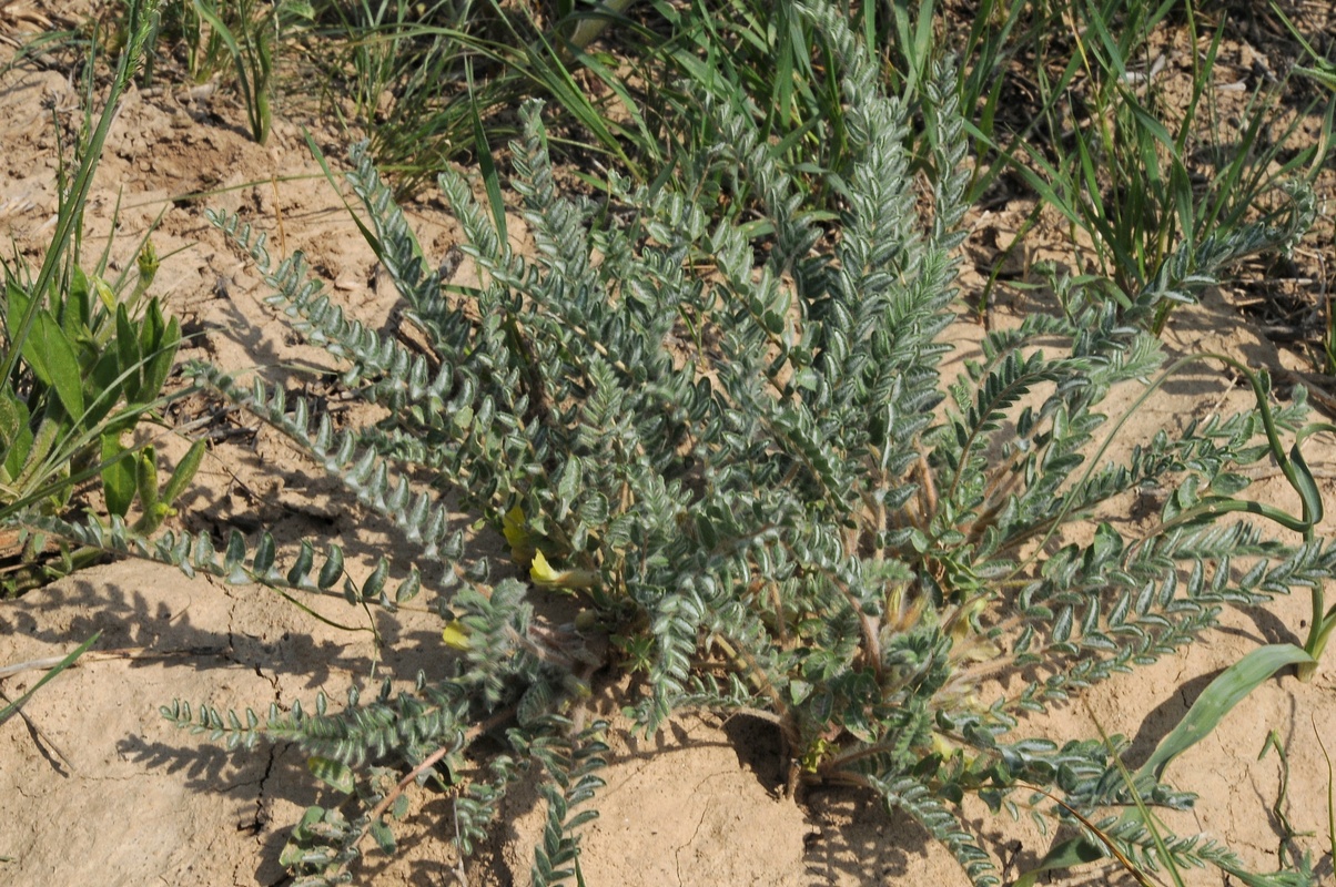 Image of Astragalus mucidus specimen.