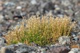 Cerastium alpinum