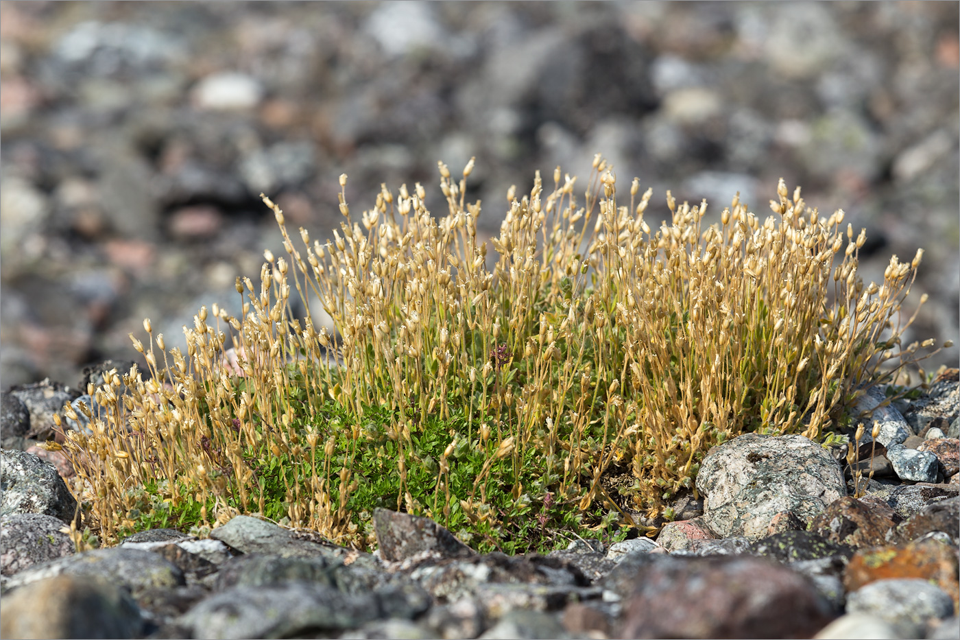 Изображение особи Cerastium alpinum.