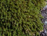 Hedwigia ciliata