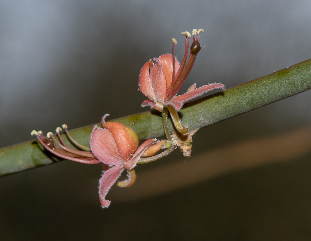 Изображение особи Capparis decidua.