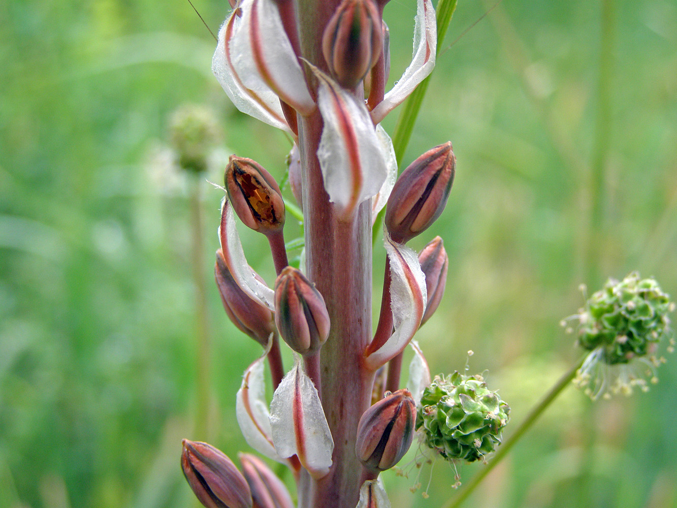 Image of Eremurus comosus specimen.