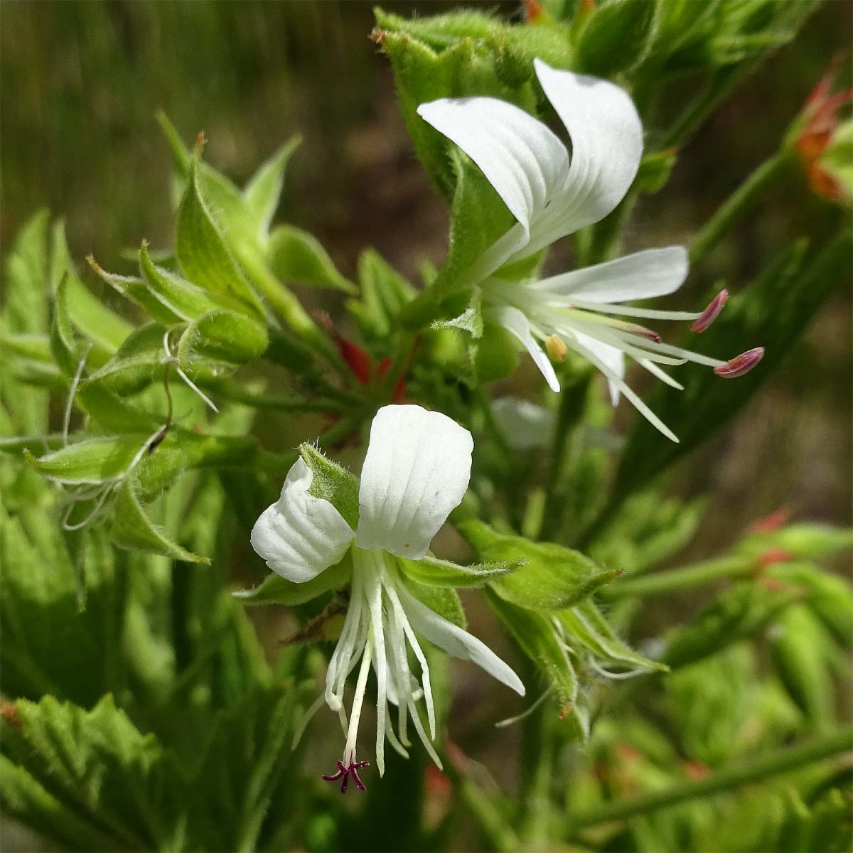Image of Pelargonium ribifolium specimen.