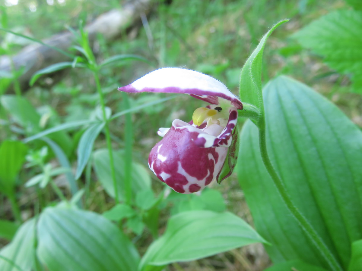 Image of Cypripedium guttatum specimen.