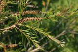 Callistemon phoeniceus. Верхушки ветвей с созревшими и невызревшими соплодиями. Краснодарский край, г. Сочи, Адлерский р-н, в культуре. 13.08.2018.