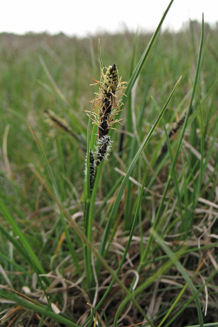 Изображение особи Carex nigra.