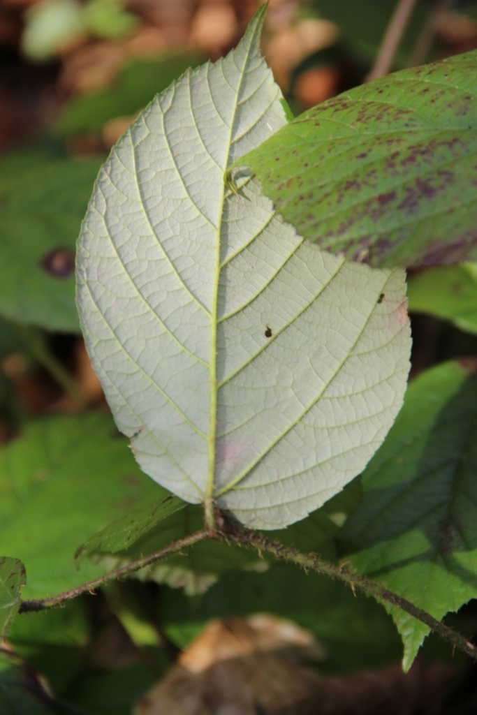 Image of Rubus caucasicus specimen.