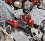 Sedum cespitosum