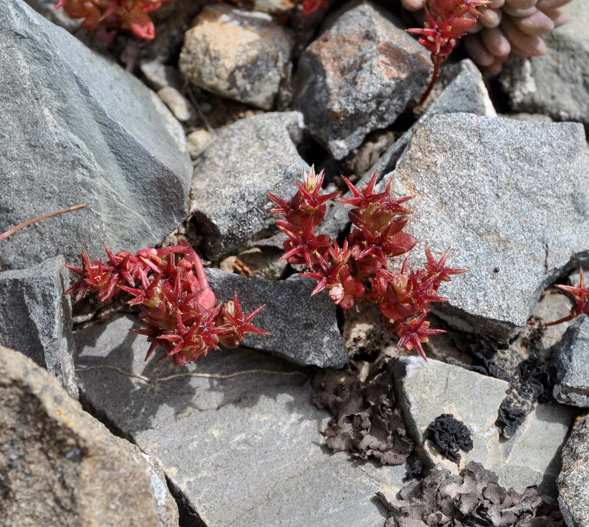 Image of Sedum cespitosum specimen.
