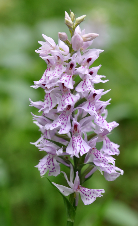 Изображение особи Dactylorhiza fuchsii.
