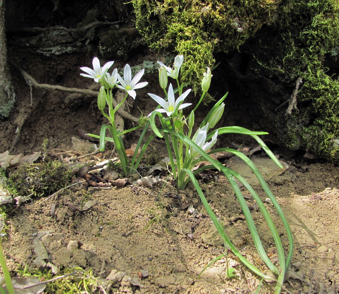 Image of Ornithogalum sintenisii specimen.