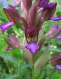 Anacamptis subspecies schirwanica