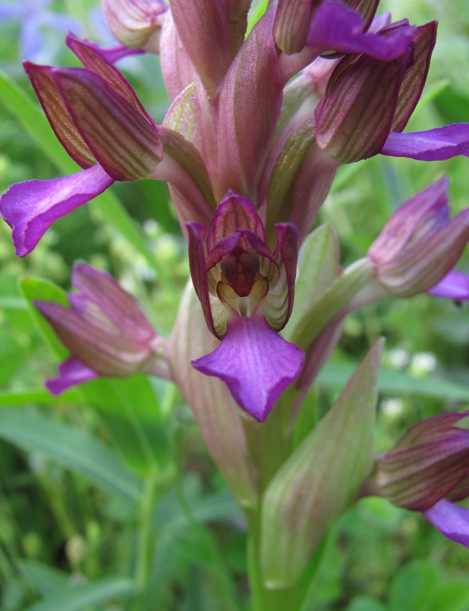 Изображение особи Anacamptis papilionacea ssp. schirwanica.