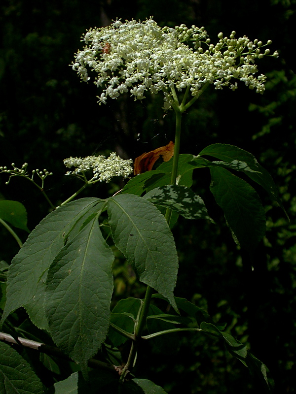 Изображение особи Sambucus nigra.