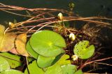 Nymphaea candida