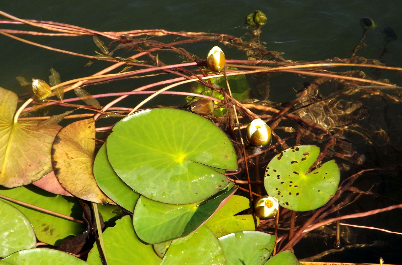 Image of Nymphaea candida specimen.