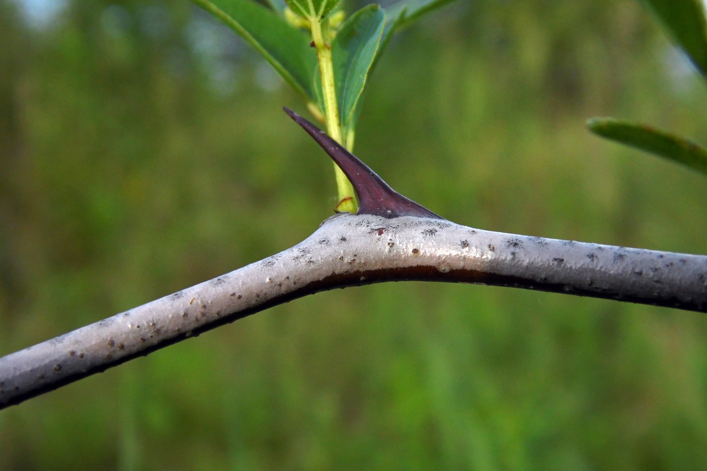 Image of Ziziphus jujuba specimen.