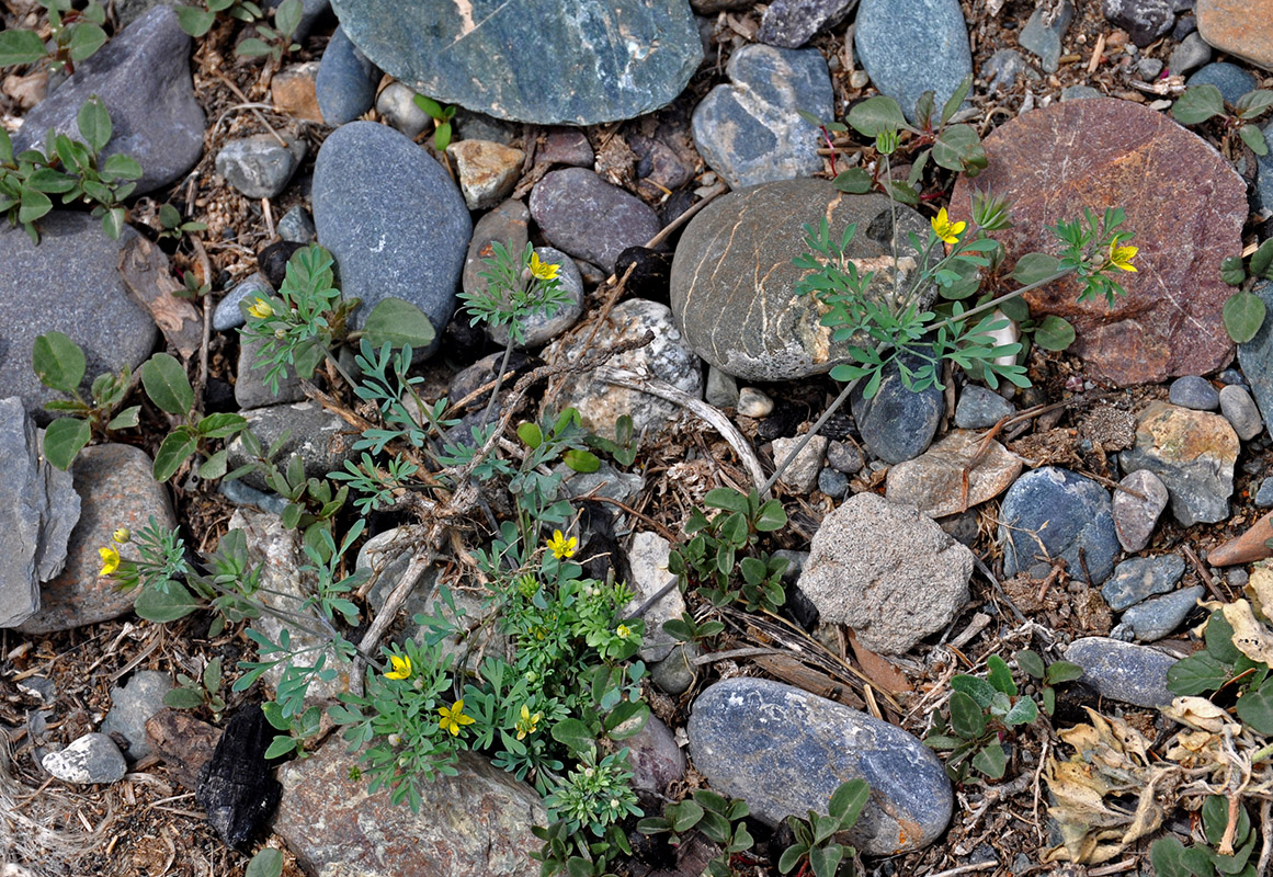 Image of Leptopyrum fumarioides specimen.