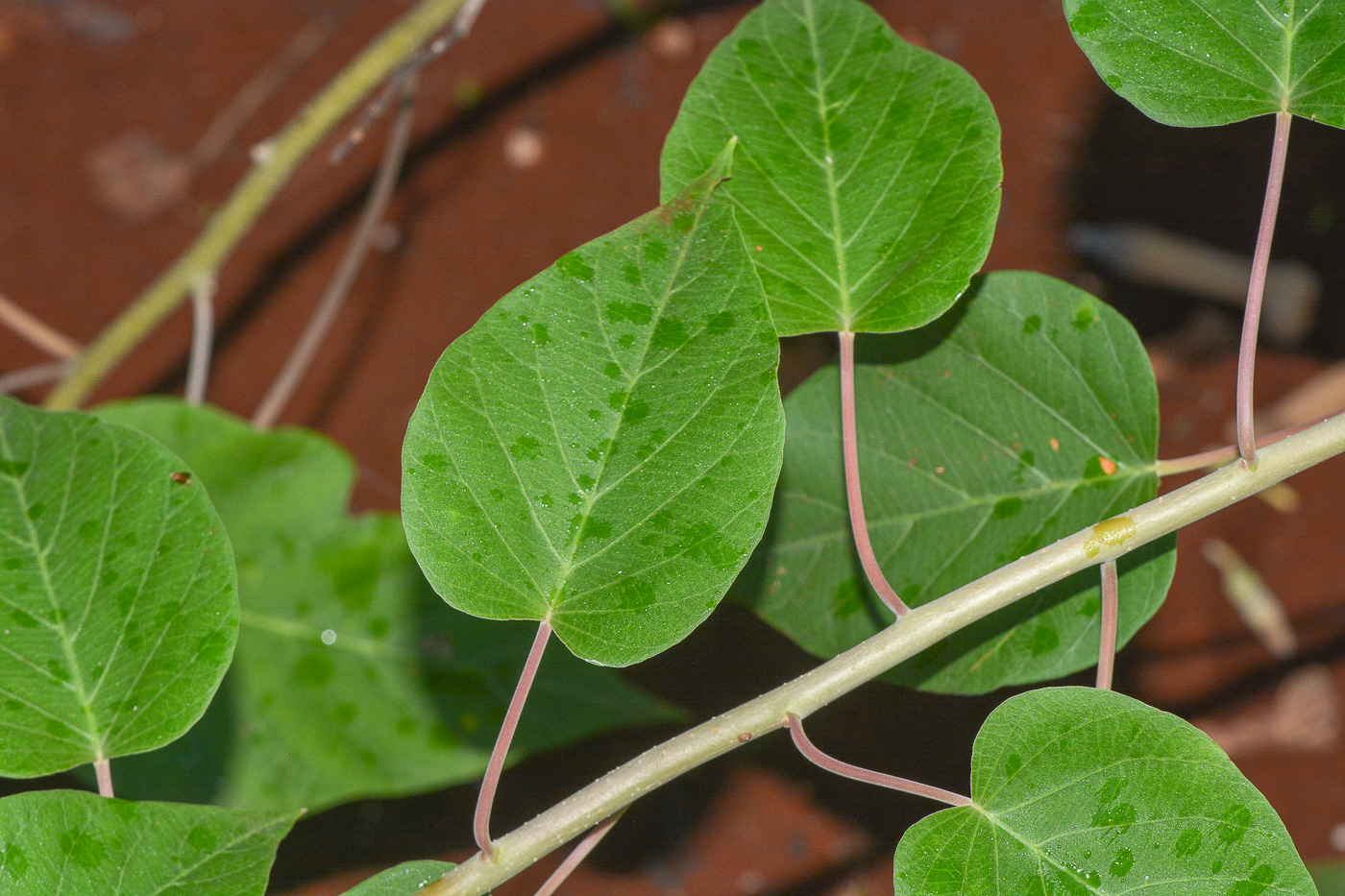 Изображение особи семейство Convolvulaceae.