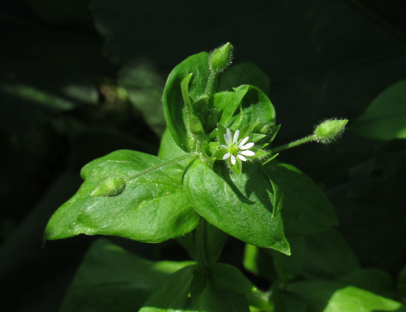 Image of Stellaria media specimen.