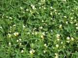 Viola matutina