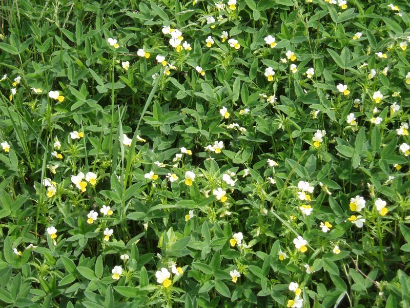 Image of Viola matutina specimen.