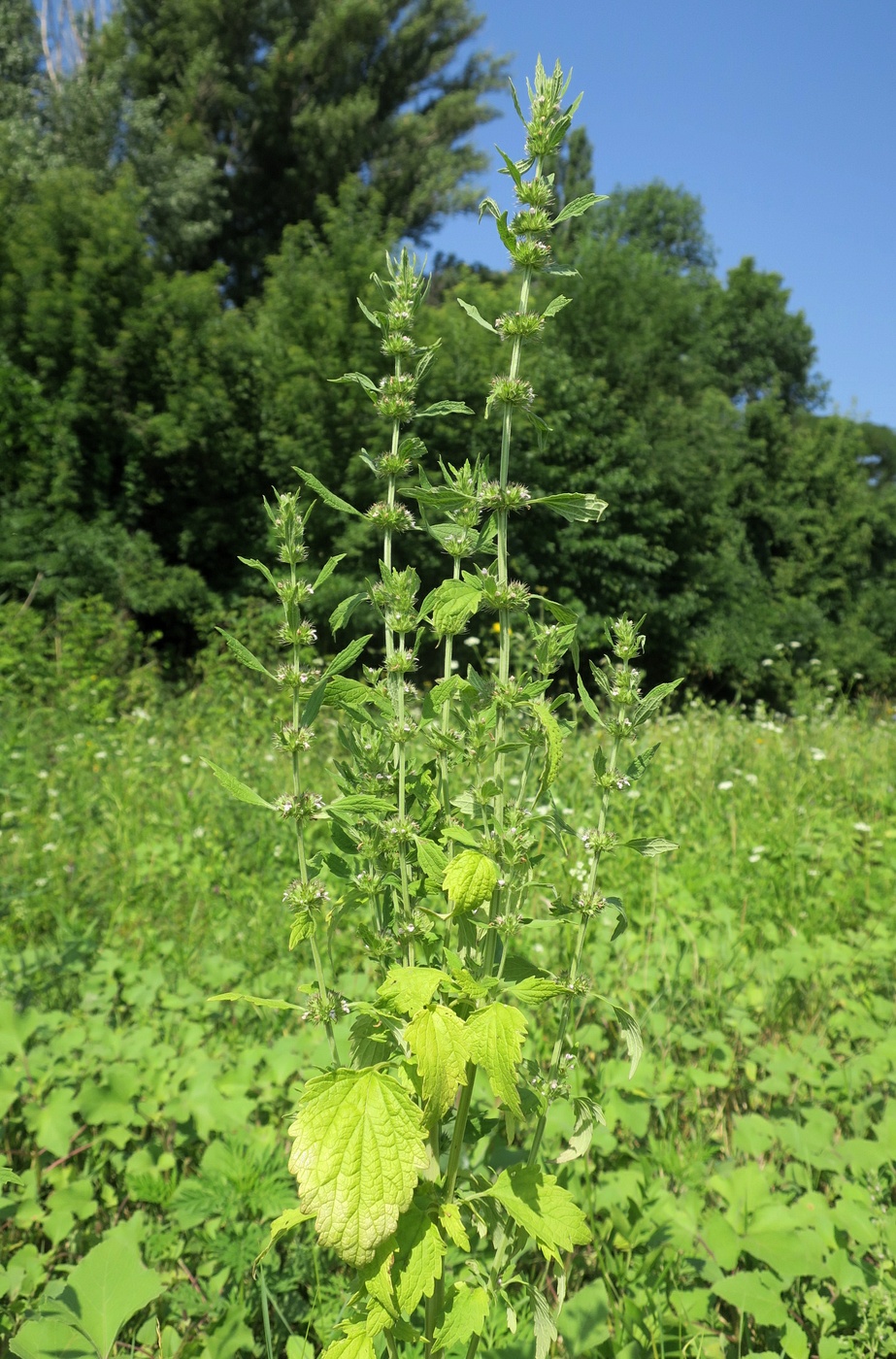 Изображение особи Chaiturus marrubiastrum.