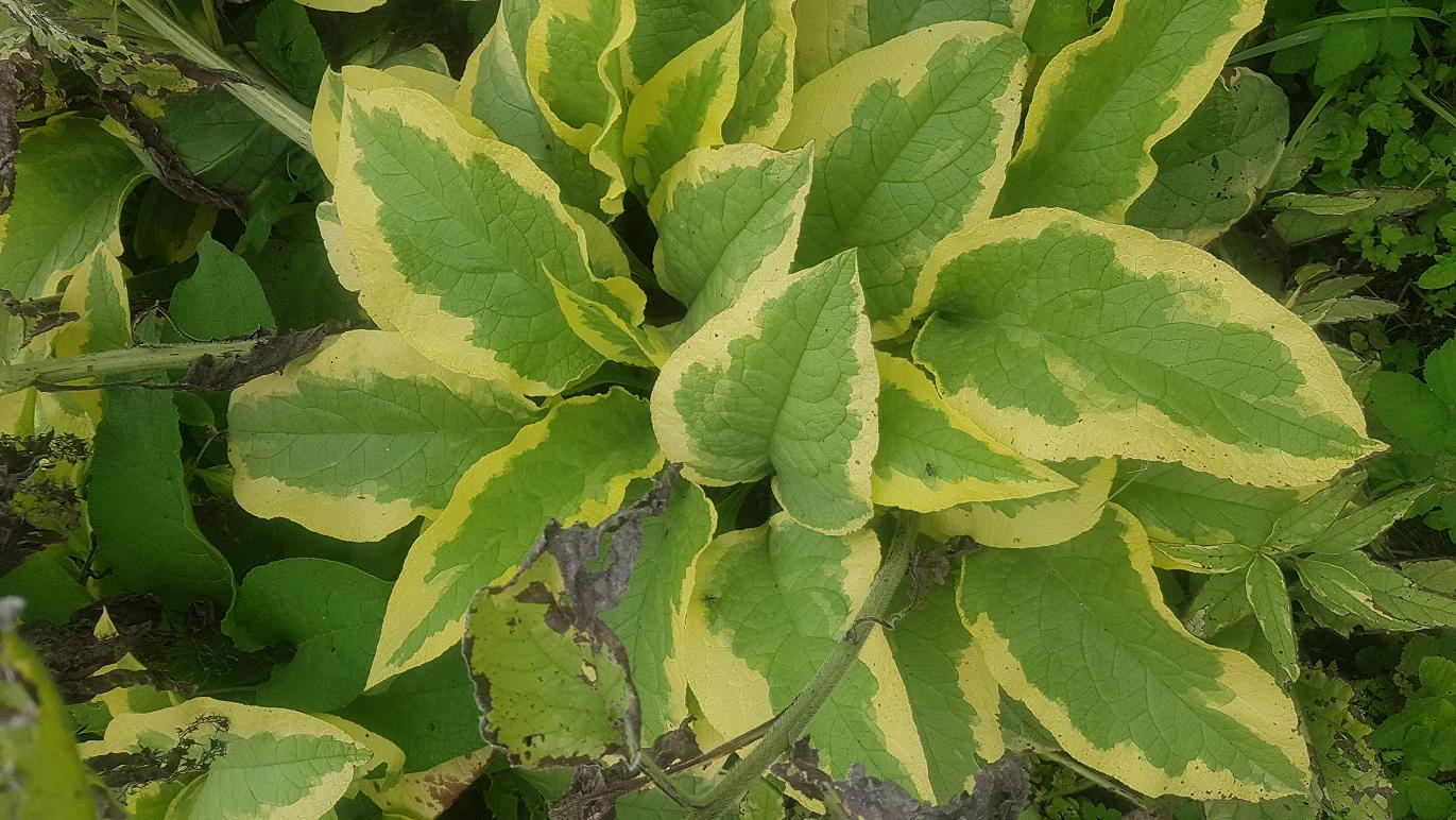 Изображение особи Symphytum × uplandicum.