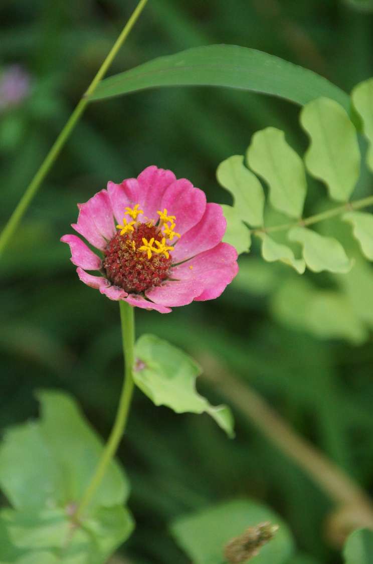 Image of Zinnia elegans specimen.