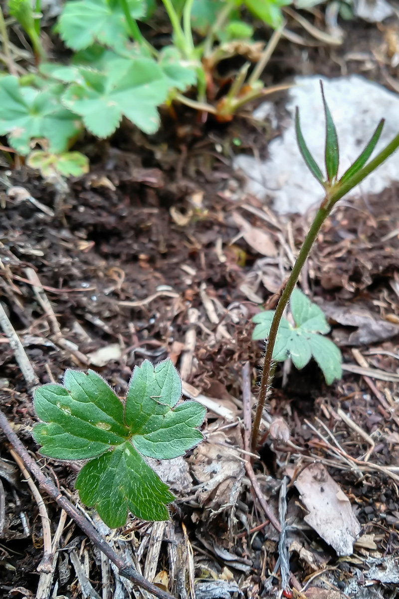 Изображение особи Ranunculus oreophilus.