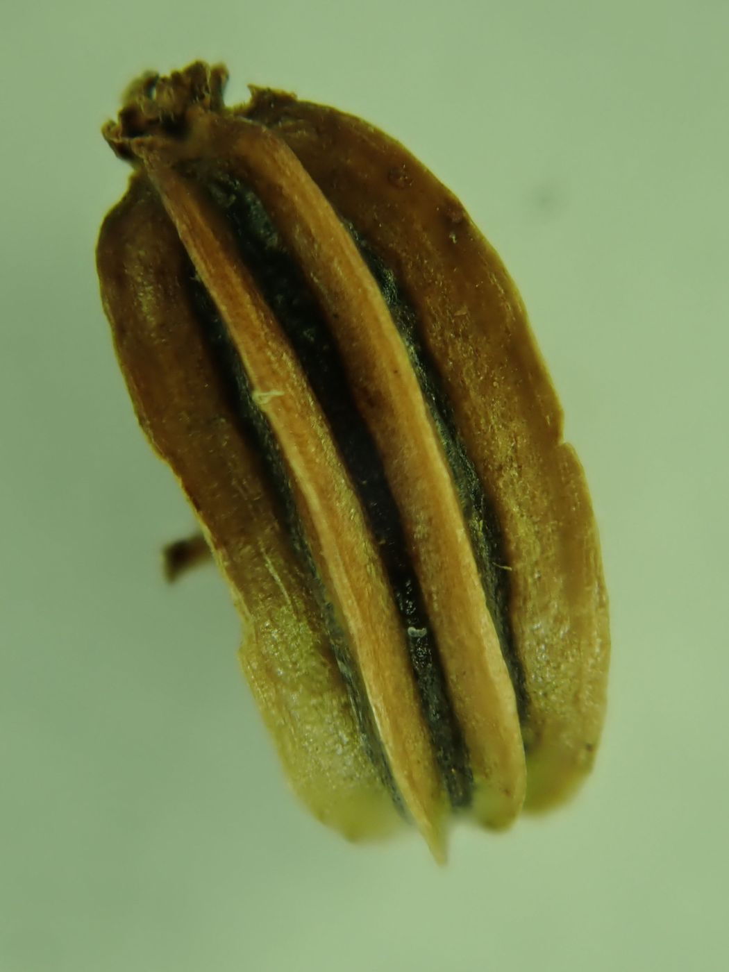 Image of Lithosciadium multicaule specimen.