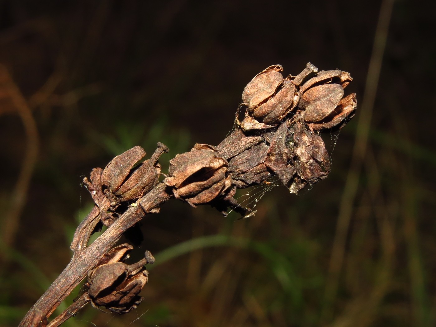 Image of Hypopitys monotropa specimen.