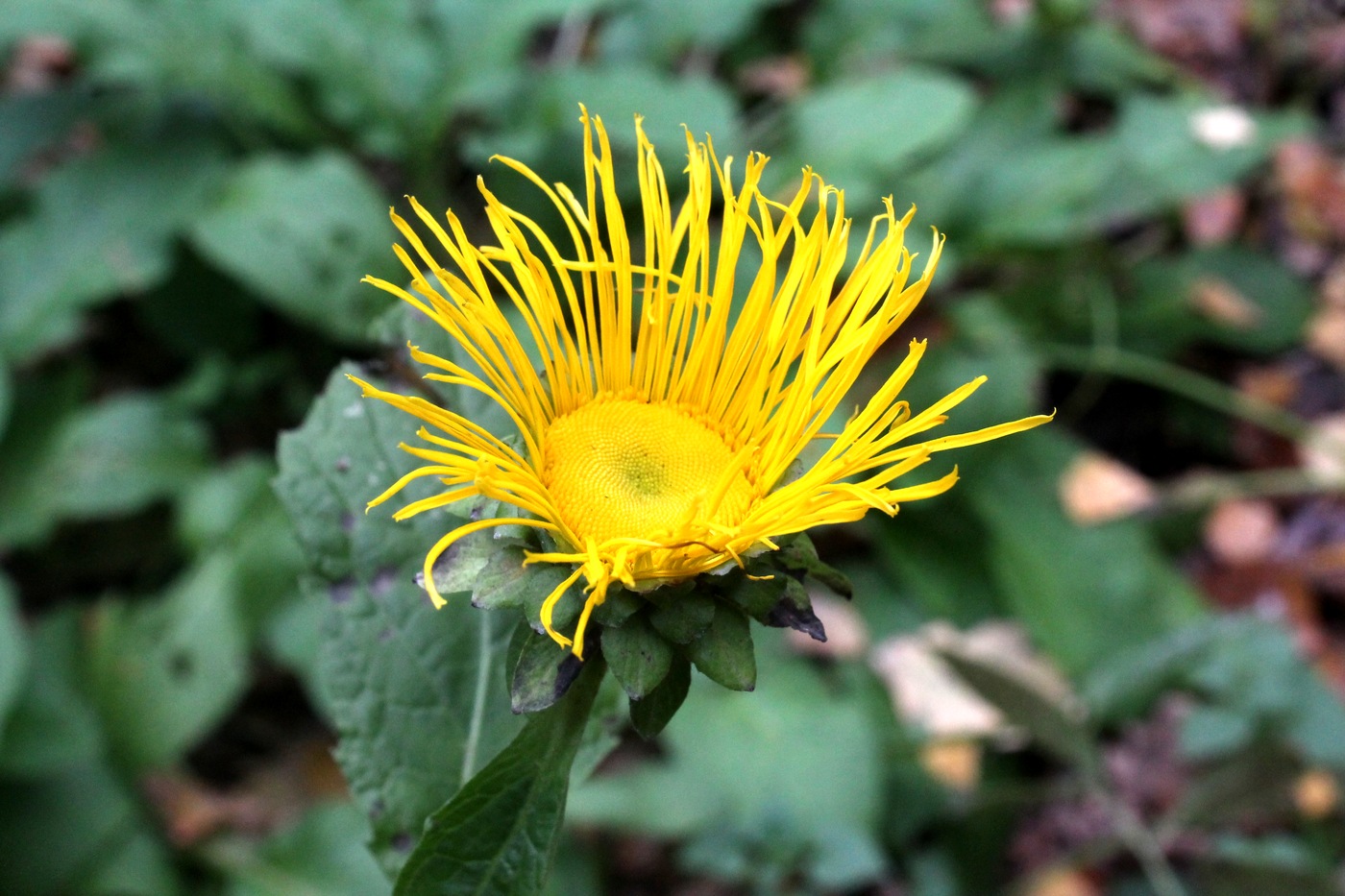 Image of Telekia speciosa specimen.