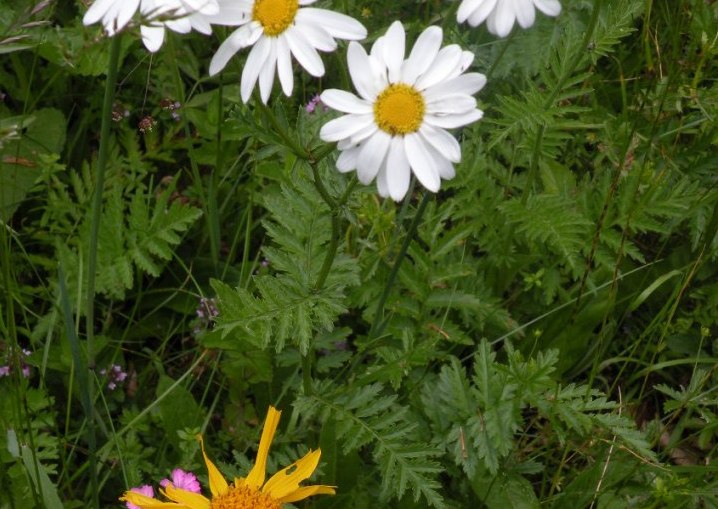 Изображение особи Pyrethrum clusii.