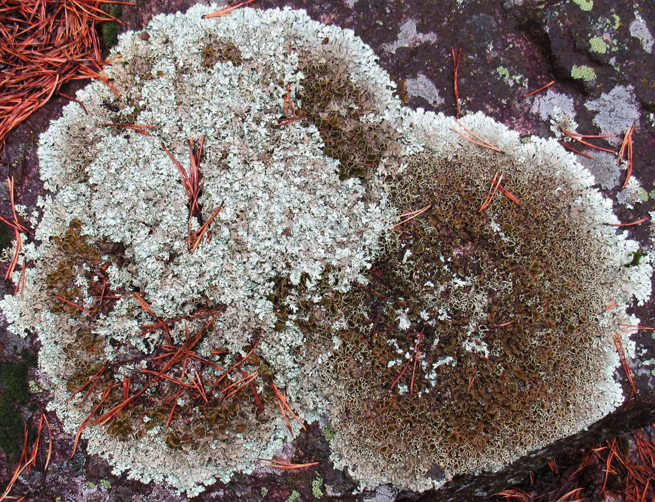 Image of Xanthoparmelia cumberlandia specimen.