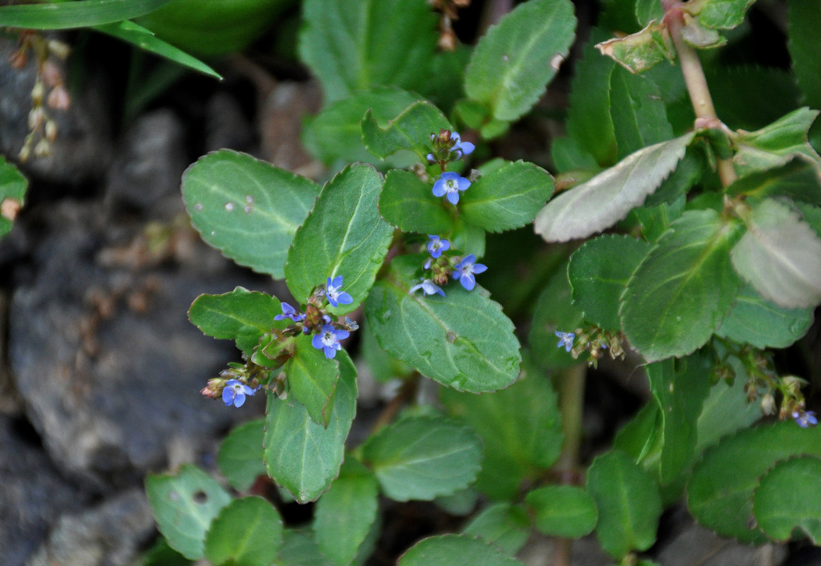 Image of Veronica beccabunga specimen.