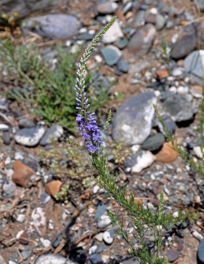 Изображение особи Veronica pinnata.