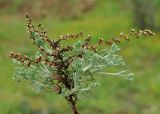 genus Artemisia. Растение с плодами прошлого года. Азербайджан, Баку, пос. Мардакян. 10.04.2010.