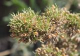 Silene sibirica