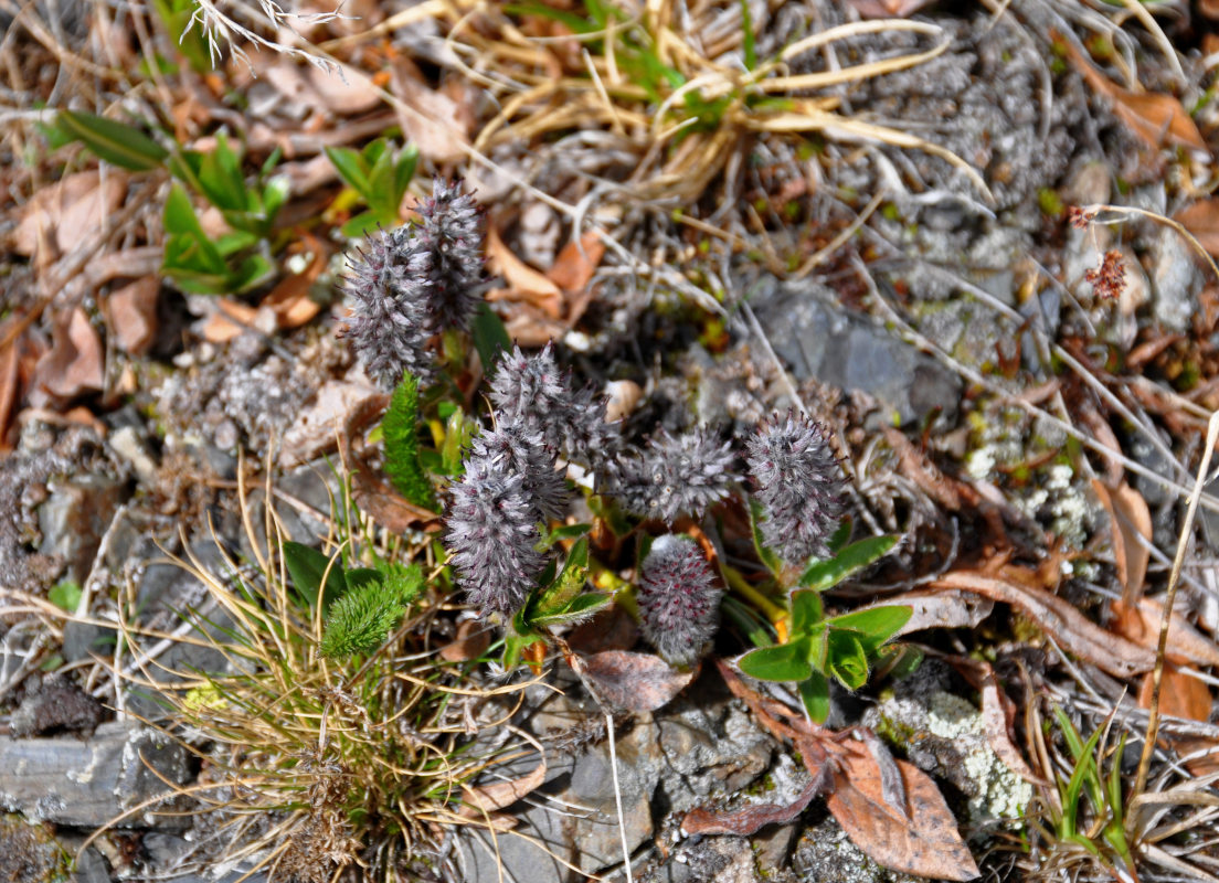 Image of genus Salix specimen.